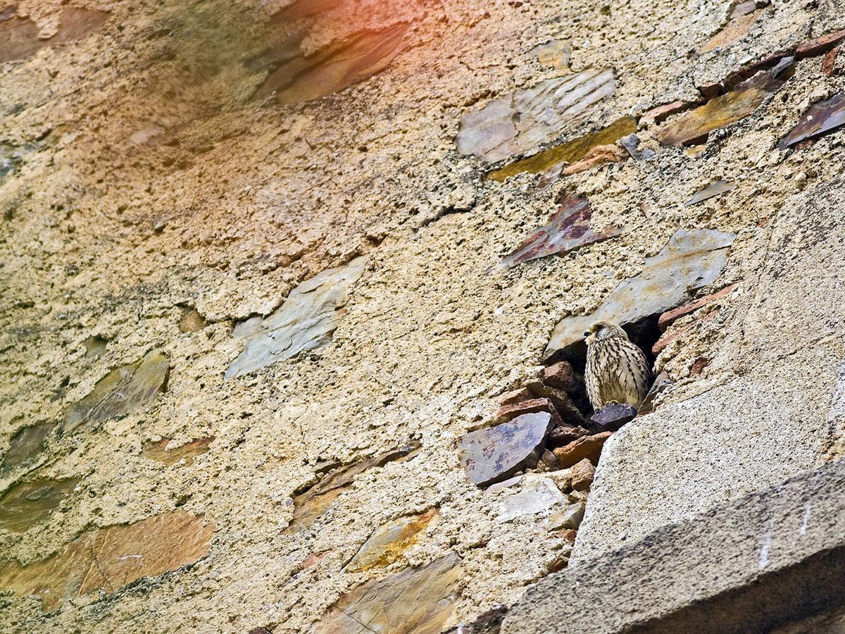 Affittacamere Casa Babel Monfraguee Torrejón el Rubio Esterno foto